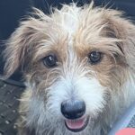 Dopo 16 anni perde il suo terrier, poi adotta una cagnolina destinata alla soppressione