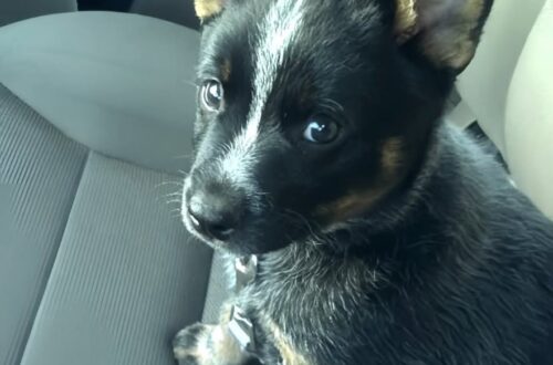 Trovato legato e in lacrime, ora ha una casa: «Mai più solo» Il cane era stato lasciato legato e visibilmente provato. Dopo la visita dal veterinario, per lui è iniziata una nuova vita in famiglia. Lo hanno trovato legato, solo e in evidente stato di sofferenza. Da lì è iniziato tutto: la corda sciolta, il primo contatto, poi la decisione di non lasciarlo più indietro. Chi lo ha soccorso racconta di essersi inginocchiato accanto a lui e di aver capito subito che quel cane aveva vissuto momenti difficili. “Lo abbiamo trovato legato, in lacrime—confuso, con il cuore spezzato e solo. Era uno di quei momenti che ti spezzano il cuore e ti fanno desiderare di aggiustare il mondo intero. Così ci siamo inginocchiati accanto a lui, abbiamo sciolto quella corda e promesso: mai più.” Il cane trovato legato viene portato dal veterinario Dopo il recupero è arrivata una prima visita veterinaria, necessaria per verificare le sue condizioni e capire se avesse bisogno di cure immediate. “Una rapida visita dal veterinario ci ha mostrato ciò che già sapevamo—aveva passato tantissimo. Ma la scintilla nei suoi occhi ci ha detto una cosa più forte delle parole: aveva ancora speranza.” Nonostante quanto vissuto, il cane ha mostrato fin dai primi momenti segnali di fiducia verso le persone che lo avevano soccorso. Dopo l’abbandono arriva una nuova casa La svolta definitiva è arrivata poco dopo. La famiglia che lo aveva accolto ha deciso di portarlo con sé e di trasformare quel recupero in un’adozione vera e propria. “Oggi torniamo a casa. A CASA NOSTRA. Il posto dove non piangerà mai più di tristezza, ma solo di gioia, se mai accadrà. D’ora in avanti ci saranno letti caldi, carezze sulla pancia, biscotti, passeggiate e quell’amore che non se ne va mai.” Da una situazione di abbandono, il cane si è così ritrovato in un ambiente stabile, con persone pronte a prendersene cura ogni giorno. «Ci hai dato il dono più grande» Nel messaggio della nuova famiglia non manca un riferimento a chi aveva lasciato il cane. “Quindi grazie, davvero. Tu forse lo hai lasciato indietro, ma ci hai dato il dono più grande: un migliore amico, un membro della famiglia, un’anima che completa la nostra.” Il racconto si chiude con la scelta di offrire all’animale una seconda possibilità dopo l’esperienza vissuta. “Tutti i cuccioli meritano una possibilità d’amore, e per noi è un onore donargliela ogni singolo giorno.”