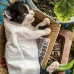 Trova un gattino neonato in ipotermia e lo assiste fino all’alba, ma non riesce a salvarlo