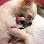 Luna diventa mamma e non si separa dal cucciolo più fragile