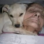 Francis si sveglia dal coma dopo un mese e cerca il cane rimasto sempre con lui, “Dov’è il mio angelo bianco?”