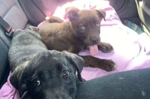 Vanno al rifugio per adottarne uno, tornano a casa con due fratellini inseparabili La coppia scopre che il cucciolo nero rischia di restare solo e decide di non separarli: «Li prendiamo entrambi». Erano andati al rifugio con l’intenzione di adottare un solo cucciolo. Una volta arrivati, però, hanno trovato accanto a lui il fratellino nero, con il quale viveva praticamente sempre insieme. I volontari hanno spiegato alla coppia che proprio quel secondo cucciolo avrebbe avuto molte meno possibilità di essere scelto. «È nero, nessuno lo vuole», avrebbero detto con amarezza. A quel punto marito e moglie si sono guardati e hanno preso una decisione immediata. «Li prendiamo entrambi» Non è servita una lunga discussione. La coppia racconta di aver capito nello stesso momento che non avrebbe avuto senso separarli. «Li prendiamo entrambi», è stata la risposta. Quella che doveva essere l’adozione di un solo animale si è così trasformata nell’ingresso di due nuovi componenti nella famiglia. I fratellini hanno potuto lasciare il rifugio insieme, senza dover affrontare una separazione proprio nel momento in cui stavano per iniziare una nuova vita. Dal rifugio a casa, senza separarsi Per la coppia la giornata ha assunto rapidamente un significato diverso da quello immaginato alla partenza. «Oggi non abbiamo adottato un figlio, ma due. Oggi siamo diventati una famiglia di quattro», raccontano mentre si preparano a tornare a casa con entrambi. Il cucciolo nero, che secondo i volontari rischiava di rimanere nella struttura più a lungo, ha così trovato una famiglia insieme al fratello con cui aveva condiviso il periodo trascorso nel rifugio. Per entrambi, l’adozione è iniziata nello stesso modo in cui avevano affrontato tutto il resto: uno accanto all’altro.