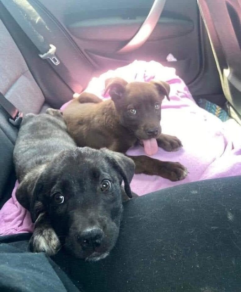 Vanno al rifugio per adottarne uno, tornano a casa con due fratellini inseparabili La coppia scopre che il cucciolo nero rischia di restare solo e decide di non separarli: «Li prendiamo entrambi». Erano andati al rifugio con l’intenzione di adottare un solo cucciolo. Una volta arrivati, però, hanno trovato accanto a lui il fratellino nero, con il quale viveva praticamente sempre insieme. I volontari hanno spiegato alla coppia che proprio quel secondo cucciolo avrebbe avuto molte meno possibilità di essere scelto. «È nero, nessuno lo vuole», avrebbero detto con amarezza. A quel punto marito e moglie si sono guardati e hanno preso una decisione immediata. «Li prendiamo entrambi» Non è servita una lunga discussione. La coppia racconta di aver capito nello stesso momento che non avrebbe avuto senso separarli. «Li prendiamo entrambi», è stata la risposta. Quella che doveva essere l’adozione di un solo animale si è così trasformata nell’ingresso di due nuovi componenti nella famiglia. I fratellini hanno potuto lasciare il rifugio insieme, senza dover affrontare una separazione proprio nel momento in cui stavano per iniziare una nuova vita. Dal rifugio a casa, senza separarsi Per la coppia la giornata ha assunto rapidamente un significato diverso da quello immaginato alla partenza. «Oggi non abbiamo adottato un figlio, ma due. Oggi siamo diventati una famiglia di quattro», raccontano mentre si preparano a tornare a casa con entrambi. Il cucciolo nero, che secondo i volontari rischiava di rimanere nella struttura più a lungo, ha così trovato una famiglia insieme al fratello con cui aveva condiviso il periodo trascorso nel rifugio. Per entrambi, l’adozione è iniziata nello stesso modo in cui avevano affrontato tutto il resto: uno accanto all’altro.