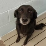 Millie trovata legata davanti al rifugio sotto il cartello contro l’abbandono