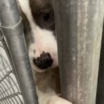Compie due anni dopo essere stato trovato gravemente ferito: i veterinari temevano non sopravvivesse