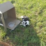 Cucciolo trovato disidratato accanto a una scatola: salvato e chiamato Chance