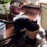 Gatto nero resta incastrato nel vaso rovesciato e trasforma il disordine in una scena irresistibile