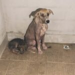 Madre e cucciolo trovati insieme in condizioni estreme, lei continua a proteggerlo