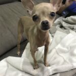 Cucciolo minuscolo e impaurito trova finalmente una casa e impara a fidarsi