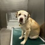 Cane immobile nel box del rifugio continua ad aspettare qualcuno che lo scelga
