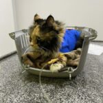 Gatto malato sotto flebo, nel trasportino aspetta che le cure facciano effetto