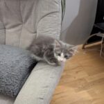 “Il suo unico crimine? Essere troppo dolce”, Lo trovano abbandonato in una scatola sulla strada: oggi vive nella sua nuova casa