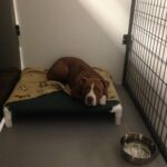 Cane solo nel box del rifugio aspetta ancora qualcuno che scelga proprio lui