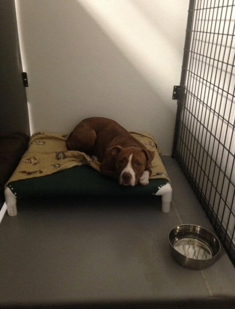 Cane solo nel box del rifugio aspetta ancora qualcuno che scelga proprio lui Disteso su una coperta, osserva ogni visitatore passare davanti al suo box. Continua ad aspettare la famiglia che possa portarlo finalmente a casa. Passa gran parte del tempo disteso su una piccola coperta, dentro un box freddo e silenzioso. Attorno a lui si alternano rumori, passi e persone che entrano nel rifugio per conoscere i cani in attesa di adozione. Lui osserva tutto senza agitarsi. Alza lo sguardo quando qualcuno si avvicina, segue i movimenti oltre le sbarre e sembra aspettare che, prima o poi, quella porta si apra proprio per lui. Per ora, però, quel momento non è ancora arrivato. Il cane nel rifugio che continua ad aspettare una famiglia I visitatori passano davanti al suo box, si fermano, guardano e poi proseguono. Al termine della giornata lui resta nello stesso posto, sulla sua coperta, in attesa di un'altra occasione. Nel suo comportamento non c'è aggressività. Cerca piuttosto il contatto, una carezza e la presenza di qualcuno disposto a dedicargli tempo. La permanenza in rifugio, soprattutto quando si prolunga, può diventare una routine fatta di giornate molto simili tra loro. Per questo ogni visita rappresenta una possibilità concreta di cambiare vita. Una seconda possibilità fuori dal box Dietro quello sguardo c'è un cane che potrebbe adattarsi a una casa e costruire un rapporto stabile con una nuova famiglia. Non chiede molto: uno spazio sicuro, attenzioni e qualcuno disposto a occuparsi di lui con continuità. Per ora continua ad aspettare. Ogni volta che sente dei passi davanti al box, torna a guardare verso la porta. La speranza è che, prima o poi, qualcuno si fermi abbastanza a lungo da decidere che quella attesa è finita.