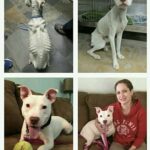 Da scheletro vivente a cane sereno: la rinascita dopo fame e abbandono