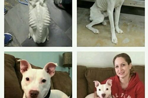 Le prime immagini mostrano un cane ridotto allo stremo. Quelle successive raccontano invece il recupero, le cure e il ritorno a una vita normale.