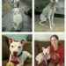 Le prime immagini mostrano un cane ridotto allo stremo. Quelle successive raccontano invece il recupero, le cure e il ritorno a una vita normale.