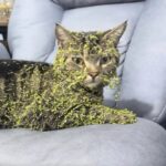 Gatto esce per pochi minuti e torna coperto di semi ed erba dalla testa alla coda