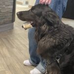Luna finisce al pronto soccorso veterinario per un osso incastrato nella mandibola