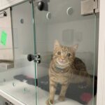 Dietro il vetro del rifugio, un gatto aspetta ancora la famiglia che lo scelga