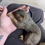 Cucciolo trovato ferito vicino alla strada, ha denti rotti e una zampa fratturata