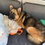 Cane trovato legato con una borsa accanto, una donna decide di portarlo subito a casa