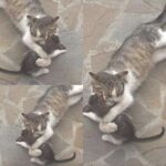 Gatta debilitata partorisce in strada, la proprietaria di un negozio accoglie tutta la famiglia