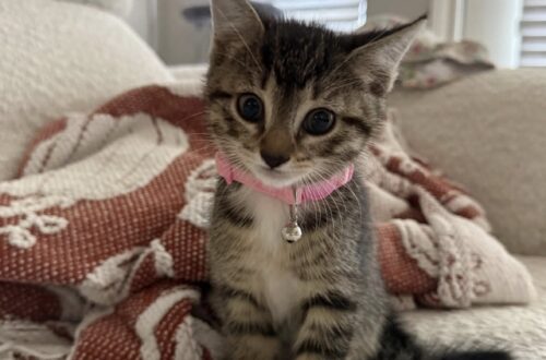 Astra ha otto settimane ed è terrorizzata dalla nuova casa: «Piange se resta sola» La gattina è arrivata da appena un giorno e fatica ancora ad ambientarsi: non mangia, non beve e cerca continuamente il contatto. È arrivata nella nuova casa da poche ore, ma per Astra, una gattina di appena otto settimane, ogni cosa è ancora sconosciuta. Rumori, odori, spazi e persone rappresentano un cambiamento improvviso che, almeno per il momento, la rende molto timorosa. La sua nuova proprietaria racconta di averla portata a casa la sera precedente e di essersi accorta subito di quanto fosse spaventata. “La mia nuova piccolina, Astra. Ha 8 settimane ed è terrorizzata da tutto (l’ho portata a casa ieri sera). So che è normale perché tutto è nuovo e non è abituata a essere maneggiata, ecc.” Astra piange quando viene lasciata sola La difficoltà maggiore riguarda soprattutto i momenti in cui la gattina resta senza qualcuno vicino. “Piange se la lascio sola e non smetteva mentre dormivo finché non l’ho tenuta tra le braccia per 3 ore.” Per tranquillizzarla, la proprietaria ha dormito sul divano tenendola con sé per diverse ore. Una soluzione che però si è rivelata complicata da sostenere durante tutta la notte. “Ho dormito sul divano con lei e poi mi è venuto un gran torcicollo, così l’ho messa nel suo recinto con la lettiera, acqua, cibo, giochi e un tiragraffi, ma ha pianto finché non mi sono svegliata.” La gattina non ha ancora mangiato né bevuto Nelle prime ore nella nuova casa, Astra non ha ancora preso confidenza nemmeno con ciotole e lettiera. “Non ha ancora mangiato nulla se non qualche premietto, non ha usato nessuna delle varie lettiere né bevuto acqua.” La proprietaria ha predisposto per lei uno spazio protetto con tutto il necessario, cercando di lasciarle il tempo di ambientarsi senza forzarla. Il comportamento della gattina viene descritto come quello di un animale estremamente impaurito, che cerca sicurezza soprattutto nel contatto fisico. «È dolcissima, solo molto spaventata» Nonostante le difficoltà delle prime ore, la donna chiarisce di non essere infastidita dal comportamento di Astra e di voler soltanto capire come accompagnarla nella fase di adattamento. “La amo e non sono arrabbiata, sto solo cercando qualche consiglio per superare questa fase. È dolcissima, solo molto spaventata.” Per Astra, il percorso nella nuova casa è appena iniziato. Dopo una sola notte, la priorità della sua famiglia è darle il tempo necessario per sentirsi al sicuro e iniziare gradualmente a conoscere il nuovo ambiente.