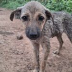Trova un cucciolo solo nei campi e decide di portarlo a casa con sé