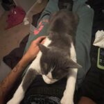 “Ho perso mia madre, ma ho trovato un migliore amico”: il gatto resta con lui
