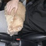Non voleva adottare un gatto, poi Milo si è seduto accanto a lui e non è più andato via