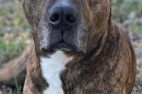 Millie trovata legata davanti a un rifugio sotto il cartello contro l’abbandono La cagnolina è rimasta per ore sola e impaurita, legata proprio accanto a un avviso che definiva crudele e illegale l’abbandono. Era legata a un cartello davanti a un rifugio, sola e tremante. È così che è stata trovata Millie, una giovane cagnolina lasciata senza nessuno accanto. La scena era resa ancora più evidente dalle parole riportate sopra di lei: «Abbandonare un animale è crudele e illegale.» Proprio sotto quell’avviso, Millie è rimasta per ore senza capire cosa stesse accadendo, aspettando che qualcuno si accorgesse della sua presenza. Millie lasciata sola davanti al rifugio Secondo il racconto, la cagnolina appariva disorientata e spaventata. Il suo comportamento lasciava intuire una forte difficoltà a comprendere l’improvvisa assenza delle persone con cui aveva vissuto fino a quel momento. Nonostante la paura, Millie non mostrava aggressività. Restava ferma, con un atteggiamento esitante e ancora alla ricerca di un contatto. La contraddizione tra il luogo in cui era stata lasciata e il messaggio del cartello ha reso il ritrovamento ancora più evidente. L’arrivo dei soccorritori Quando i soccorritori hanno raggiunto Millie, la cagnolina era ancora molto impaurita. Il primo approccio ha richiesto cautela, perché l’animale appariva incerto davanti a nuove persone e non sembrava più in grado di fidarsi immediatamente. Il recupero ha messo fine alle ore trascorse da sola davanti al rifugio. Da quel momento, per Millie è iniziato un percorso diverso, lontano dal punto in cui era stata lasciata e con la possibilità di ritrovare gradualmente sicurezza e fiducia.