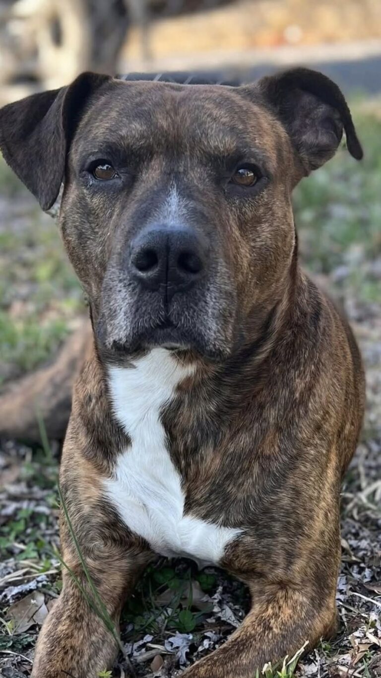 Millie trovata legata davanti a un rifugio sotto il cartello contro l’abbandono La cagnolina è rimasta per ore sola e impaurita, legata proprio accanto a un avviso che definiva crudele e illegale l’abbandono. Era legata a un cartello davanti a un rifugio, sola e tremante. È così che è stata trovata Millie, una giovane cagnolina lasciata senza nessuno accanto. La scena era resa ancora più evidente dalle parole riportate sopra di lei: «Abbandonare un animale è crudele e illegale.» Proprio sotto quell’avviso, Millie è rimasta per ore senza capire cosa stesse accadendo, aspettando che qualcuno si accorgesse della sua presenza. Millie lasciata sola davanti al rifugio Secondo il racconto, la cagnolina appariva disorientata e spaventata. Il suo comportamento lasciava intuire una forte difficoltà a comprendere l’improvvisa assenza delle persone con cui aveva vissuto fino a quel momento. Nonostante la paura, Millie non mostrava aggressività. Restava ferma, con un atteggiamento esitante e ancora alla ricerca di un contatto. La contraddizione tra il luogo in cui era stata lasciata e il messaggio del cartello ha reso il ritrovamento ancora più evidente. L’arrivo dei soccorritori Quando i soccorritori hanno raggiunto Millie, la cagnolina era ancora molto impaurita. Il primo approccio ha richiesto cautela, perché l’animale appariva incerto davanti a nuove persone e non sembrava più in grado di fidarsi immediatamente. Il recupero ha messo fine alle ore trascorse da sola davanti al rifugio. Da quel momento, per Millie è iniziato un percorso diverso, lontano dal punto in cui era stata lasciata e con la possibilità di ritrovare gradualmente sicurezza e fiducia.