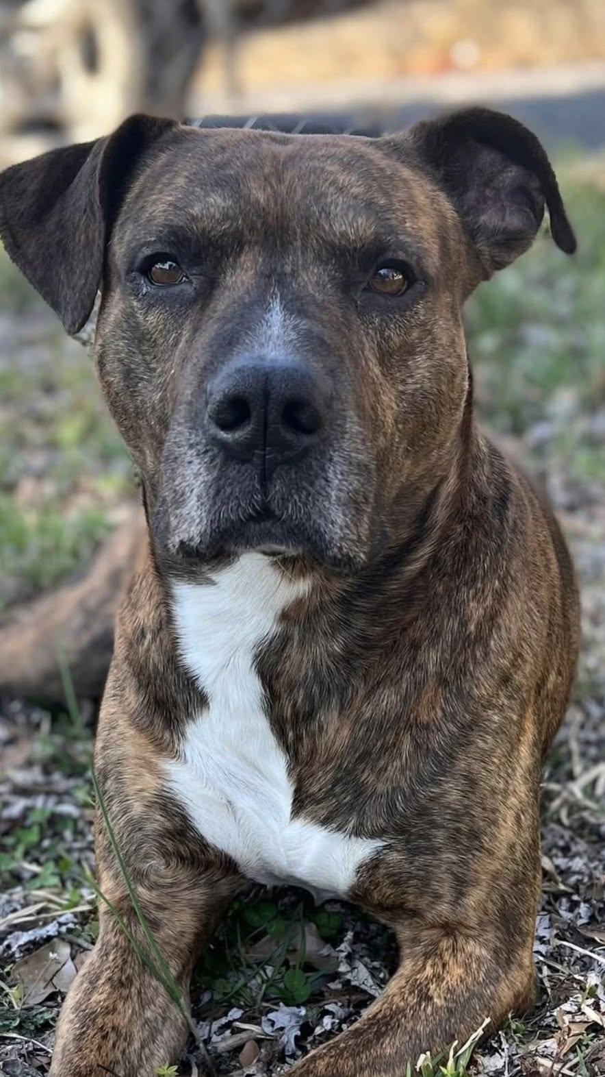 Millie trovata legata davanti a un rifugio sotto il cartello contro l’abbandono La cagnolina è rimasta per ore sola e impaurita, legata proprio accanto a un avviso che definiva crudele e illegale l’abbandono. Era legata a un cartello davanti a un rifugio, sola e tremante. È così che è stata trovata Millie, una giovane cagnolina lasciata senza nessuno accanto. La scena era resa ancora più evidente dalle parole riportate sopra di lei: «Abbandonare un animale è crudele e illegale.» Proprio sotto quell’avviso, Millie è rimasta per ore senza capire cosa stesse accadendo, aspettando che qualcuno si accorgesse della sua presenza. Millie lasciata sola davanti al rifugio Secondo il racconto, la cagnolina appariva disorientata e spaventata. Il suo comportamento lasciava intuire una forte difficoltà a comprendere l’improvvisa assenza delle persone con cui aveva vissuto fino a quel momento. Nonostante la paura, Millie non mostrava aggressività. Restava ferma, con un atteggiamento esitante e ancora alla ricerca di un contatto. La contraddizione tra il luogo in cui era stata lasciata e il messaggio del cartello ha reso il ritrovamento ancora più evidente. L’arrivo dei soccorritori Quando i soccorritori hanno raggiunto Millie, la cagnolina era ancora molto impaurita. Il primo approccio ha richiesto cautela, perché l’animale appariva incerto davanti a nuove persone e non sembrava più in grado di fidarsi immediatamente. Il recupero ha messo fine alle ore trascorse da sola davanti al rifugio. Da quel momento, per Millie è iniziato un percorso diverso, lontano dal punto in cui era stata lasciata e con la possibilità di ritrovare gradualmente sicurezza e fiducia.