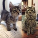 Marley torna a casa dopo otto anni: il microchip permette di ritrovare la famiglia