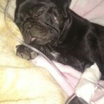 Occhi stanchi e una flebo alla zampa: il carlino affronta un momento delicato