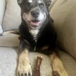La cagnolina di 12 anni malata di cancro si rialza poche ore prima dell’eutanasia