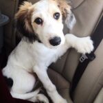 Era stato abbandonato legato, chi lo salva lo porta dal veterinario e poi a casa