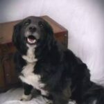 Va al rifugio cercando un cane simile ad Alex e torna a casa con Max
