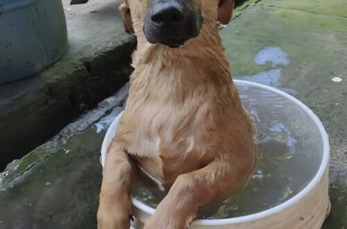 Il primo bagno dopo il salvataggio: il cucciolo si rilassa tra acqua calda e carezze All’inizio era impaurito e tremava. Poi, durante il primo bagno nella nuova casa, il piccolo trovatello ha iniziato finalmente a fidarsi. Il primo bagno nella nuova casa è iniziato con qualche esitazione. Il cucciolo, arrivato da poco dopo essere stato trovato, appariva nervoso: orecchie all’indietro, zampe tremanti e uno sguardo ancora incerto. Poi, poco alla volta, la tensione ha cominciato a diminuire. Quando l’acqua calda ha iniziato a scorrergli addosso, il piccolo ha smesso di irrigidirsi. Si è lasciato accudire e ha iniziato a rilassarsi, mostrando una fiducia che fino a quel momento sembrava ancora fragile. Il primo bagno del cucciolo nella nuova casa Per chi lo aveva accolto, quel momento ha rappresentato molto più di una semplice pulizia. Il cucciolo arrivava da una situazione difficile e portava ancora addosso i segni della paura. Il contatto con mani delicate, l’acqua calda e la tranquillità dell’ambiente hanno però cambiato il suo atteggiamento nel giro di pochi minuti. A un certo punto si è lasciato andare completamente, accompagnando il gesto con un piccolo sospiro. Il trovatello comincia a fidarsi Alla fine del bagno, il comportamento del cane era diverso rispetto all’inizio. Non c’erano più le stesse esitazioni e la coda ha iniziato a muoversi. Il cucciolo ha guardato la persona che lo aveva accolto con un’espressione ormai molto più serena. Il suo proprietario ha descritto quella scena con una frase semplice: «Grazie per avermi trovato». Per il piccolo trovatello si è trattato del primo bagno da quando era arrivato a casa, ma anche di uno dei primi momenti in cui ha mostrato di sentirsi davvero al sicuro.