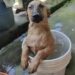 Il primo bagno dopo il salvataggio: il cucciolo si rilassa tra acqua calda e carezze All’inizio era impaurito e tremava. Poi, durante il primo bagno nella nuova casa, il piccolo trovatello ha iniziato finalmente a fidarsi. Il primo bagno nella nuova casa è iniziato con qualche esitazione. Il cucciolo, arrivato da poco dopo essere stato trovato, appariva nervoso: orecchie all’indietro, zampe tremanti e uno sguardo ancora incerto. Poi, poco alla volta, la tensione ha cominciato a diminuire. Quando l’acqua calda ha iniziato a scorrergli addosso, il piccolo ha smesso di irrigidirsi. Si è lasciato accudire e ha iniziato a rilassarsi, mostrando una fiducia che fino a quel momento sembrava ancora fragile. Il primo bagno del cucciolo nella nuova casa Per chi lo aveva accolto, quel momento ha rappresentato molto più di una semplice pulizia. Il cucciolo arrivava da una situazione difficile e portava ancora addosso i segni della paura. Il contatto con mani delicate, l’acqua calda e la tranquillità dell’ambiente hanno però cambiato il suo atteggiamento nel giro di pochi minuti. A un certo punto si è lasciato andare completamente, accompagnando il gesto con un piccolo sospiro. Il trovatello comincia a fidarsi Alla fine del bagno, il comportamento del cane era diverso rispetto all’inizio. Non c’erano più le stesse esitazioni e la coda ha iniziato a muoversi. Il cucciolo ha guardato la persona che lo aveva accolto con un’espressione ormai molto più serena. Il suo proprietario ha descritto quella scena con una frase semplice: «Grazie per avermi trovato». Per il piccolo trovatello si è trattato del primo bagno da quando era arrivato a casa, ma anche di uno dei primi momenti in cui ha mostrato di sentirsi davvero al sicuro.