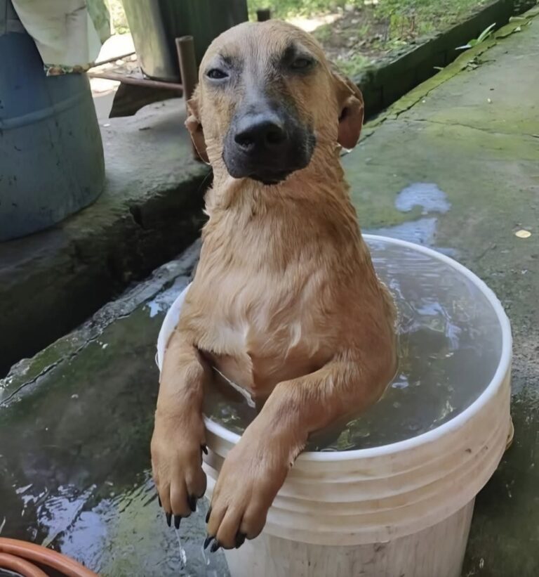 Il primo bagno dopo il salvataggio: il cucciolo si rilassa tra acqua calda e carezze All’inizio era impaurito e tremava. Poi, durante il primo bagno nella nuova casa, il piccolo trovatello ha iniziato finalmente a fidarsi. Il primo bagno nella nuova casa è iniziato con qualche esitazione. Il cucciolo, arrivato da poco dopo essere stato trovato, appariva nervoso: orecchie all’indietro, zampe tremanti e uno sguardo ancora incerto. Poi, poco alla volta, la tensione ha cominciato a diminuire. Quando l’acqua calda ha iniziato a scorrergli addosso, il piccolo ha smesso di irrigidirsi. Si è lasciato accudire e ha iniziato a rilassarsi, mostrando una fiducia che fino a quel momento sembrava ancora fragile. Il primo bagno del cucciolo nella nuova casa Per chi lo aveva accolto, quel momento ha rappresentato molto più di una semplice pulizia. Il cucciolo arrivava da una situazione difficile e portava ancora addosso i segni della paura. Il contatto con mani delicate, l’acqua calda e la tranquillità dell’ambiente hanno però cambiato il suo atteggiamento nel giro di pochi minuti. A un certo punto si è lasciato andare completamente, accompagnando il gesto con un piccolo sospiro. Il trovatello comincia a fidarsi Alla fine del bagno, il comportamento del cane era diverso rispetto all’inizio. Non c’erano più le stesse esitazioni e la coda ha iniziato a muoversi. Il cucciolo ha guardato la persona che lo aveva accolto con un’espressione ormai molto più serena. Il suo proprietario ha descritto quella scena con una frase semplice: «Grazie per avermi trovato». Per il piccolo trovatello si è trattato del primo bagno da quando era arrivato a casa, ma anche di uno dei primi momenti in cui ha mostrato di sentirsi davvero al sicuro.