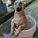 Il primo bagno dopo il salvataggio: il cucciolo capisce finalmente di essere al sicuro