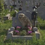 Il cane torna ogni giorno sulla tomba del suo umano e resta accanto a lui