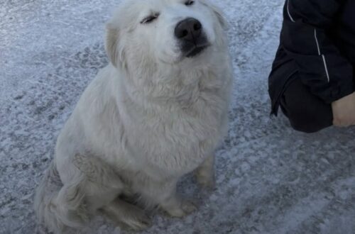 Juneau aspettava ogni giorno alla stazione di servizio nonostante una zampa ferita Il cane accoglieva ogni automobilista sperando che qualcuno si fermasse. Solo dopo il soccorso è emerso quanto stesse soffrendo. Ogni mattina Juneau tornava nello stesso posto: una stazione di servizio quasi deserta, dove aspettava il passaggio delle auto e si avvicinava alle persone senza mostrare paura. Scodinzolava, cercava il contatto e osservava chi arrivava e ripartiva. Per chi si fermava sembrava semplicemente un cane socievole in cerca di attenzioni. Dietro quel comportamento, però, c’era una condizione molto più difficile. Juneau aspettava aiuto con una zampa mai guarita La cagnolina aveva una zampa che non si era mai ristabilita completamente. Ogni movimento le provocava dolore, ma continuava comunque a raggiungere gli automobilisti che transitavano dalla stazione di servizio. La sofferenza non era immediatamente evidente. Chi la incontrava vedeva soprattutto il suo carattere docile e il modo in cui cercava compagnia. Restavano invece nascosti il dolore fisico, la fame e il tempo trascorso da sola. Nonostante il freddo e la difficoltà nel camminare, Juneau continuava a presentarsi nello stesso punto, aspettando che qualcuno decidesse finalmente di occuparsi di lei. L’arrivo dei soccorritori alla stazione di servizio Quando i soccorritori sono arrivati, la reazione di Juneau è stata immediata. Non ha tentato di fuggire e non si è allontanata. Si è voltata verso di loro, ha scodinzolato e si è avvicinata nonostante la zoppia. Dopo tanto tempo trascorso ad aspettare persone di passaggio, quella volta qualcuno era arrivato per portarla via dalla strada. Il recupero ha così interrotto una quotidianità fatta di attese, freddo e continui tentativi di avvicinarsi a chiunque potesse offrirle un po’ di attenzione.