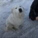 Juneau aspettava ogni giorno alla stazione di servizio nonostante una zampa ferita Il cane accoglieva ogni automobilista sperando che qualcuno si fermasse. Solo dopo il soccorso è emerso quanto stesse soffrendo. Ogni mattina Juneau tornava nello stesso posto: una stazione di servizio quasi deserta, dove aspettava il passaggio delle auto e si avvicinava alle persone senza mostrare paura. Scodinzolava, cercava il contatto e osservava chi arrivava e ripartiva. Per chi si fermava sembrava semplicemente un cane socievole in cerca di attenzioni. Dietro quel comportamento, però, c’era una condizione molto più difficile. Juneau aspettava aiuto con una zampa mai guarita La cagnolina aveva una zampa che non si era mai ristabilita completamente. Ogni movimento le provocava dolore, ma continuava comunque a raggiungere gli automobilisti che transitavano dalla stazione di servizio. La sofferenza non era immediatamente evidente. Chi la incontrava vedeva soprattutto il suo carattere docile e il modo in cui cercava compagnia. Restavano invece nascosti il dolore fisico, la fame e il tempo trascorso da sola. Nonostante il freddo e la difficoltà nel camminare, Juneau continuava a presentarsi nello stesso punto, aspettando che qualcuno decidesse finalmente di occuparsi di lei. L’arrivo dei soccorritori alla stazione di servizio Quando i soccorritori sono arrivati, la reazione di Juneau è stata immediata. Non ha tentato di fuggire e non si è allontanata. Si è voltata verso di loro, ha scodinzolato e si è avvicinata nonostante la zoppia. Dopo tanto tempo trascorso ad aspettare persone di passaggio, quella volta qualcuno era arrivato per portarla via dalla strada. Il recupero ha così interrotto una quotidianità fatta di attese, freddo e continui tentativi di avvicinarsi a chiunque potesse offrirle un po’ di attenzione.