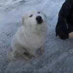 Cane ferito resta per giorni davanti a una stazione di servizio aspettando che qualcuno si fermi