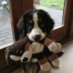 Il cane adottato non lascia mai il suo vecchio peluche: è il suo punto di riferimento
