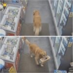 Cagnolina randagia ruba una pagnotta dal supermercato per sfamare i suoi cuccioli