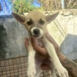 Cucciolo trovato solo e impaurito cerca ancora il contatto con le persone